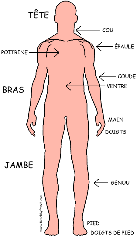 The human body. French vocabulary