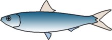 Fish - sardine