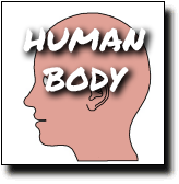 The human body vocabulary